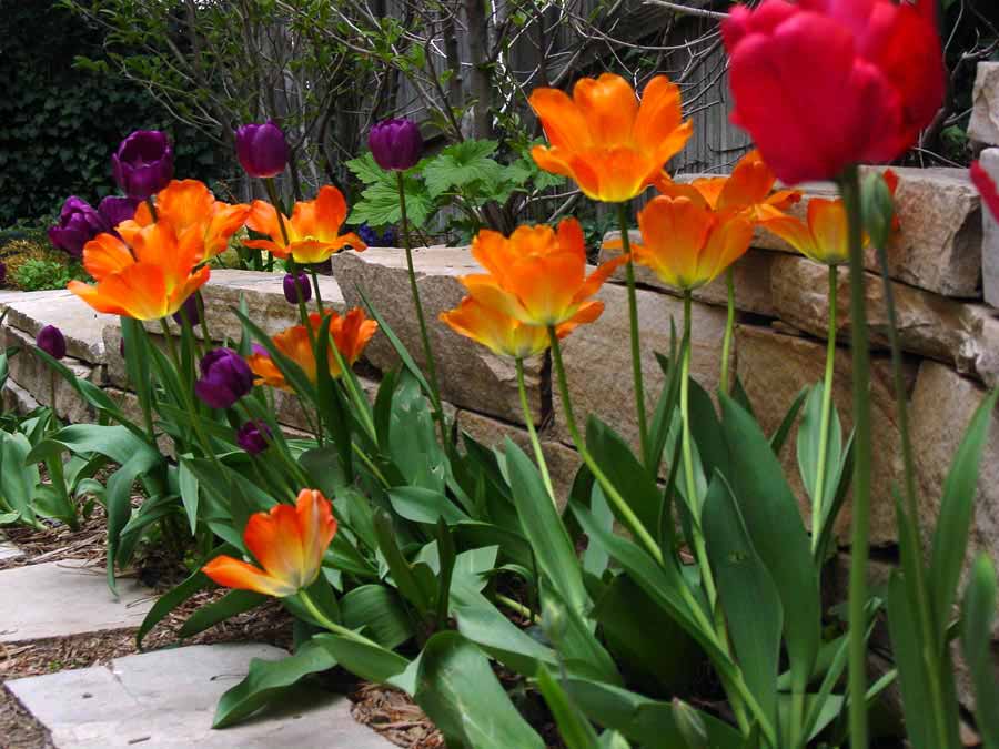 Bulbs and Pansies
